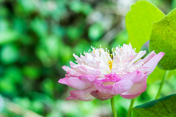 Obraz premium Indian Lotus, Sacred Lotus, Bean of India