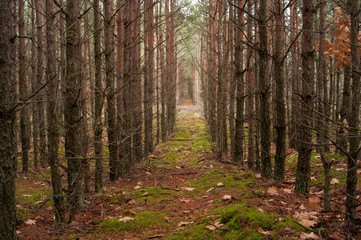 Fototapeta premium Forest trees