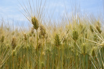 麦畑／山形県の庄内地方で、麦畑を撮影した写真です。