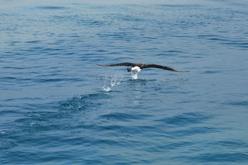 Fototapeta na wymiar Albatross, Kaikoura, New Zealand