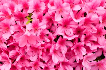 きれいなピンク色の花のサツキツツジ
