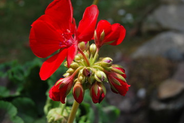 Rote Geranien - Pelargonien - Blütenknospen