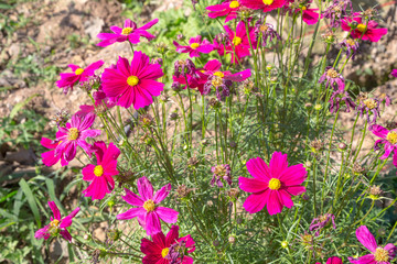 Pink Cosmos flower