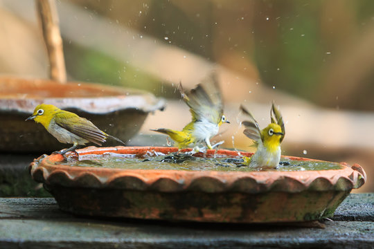 Cute birds bathe in a small pot