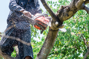 man uses chainsaw cut the tree - Powered by Adobe