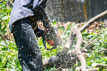 man uses chainsaw cut the tree