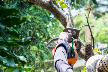 man uses chainsaw cut the tree