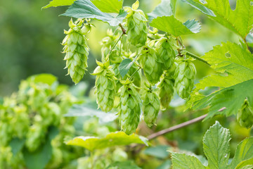 Green hops