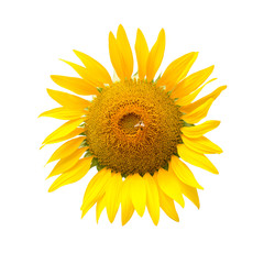 Sunflower isolated on white background