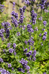 Gardens with the flourishing lavender