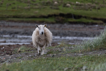 Schaf an der Küste der Isle of Skye