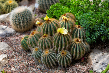 Blossoming Parodia cactuses with yellow flowers