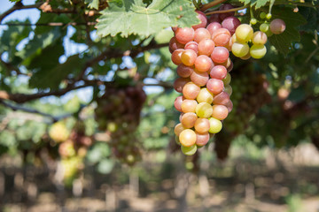 Red grape harvest in Vietnam