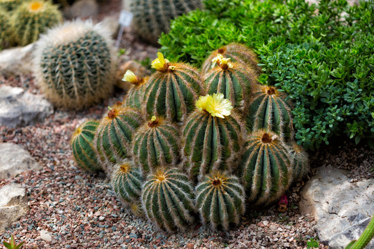 Blossoming Parodia cactuses with yellow flowers