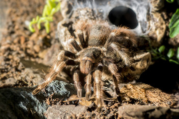 Tarantula (Nhandu coloratovillosus) adult female