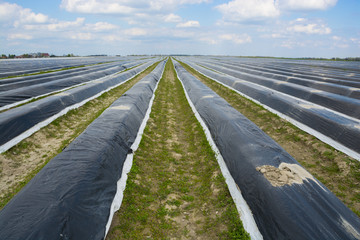 Asparagus field