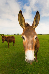 Funny donkey on the meadow