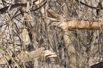 Broken tree photographed close-up.