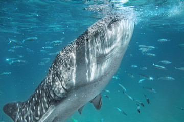 Fototapeta premium Whale shark