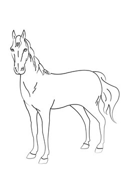 Horse