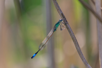 libellule du printemps 