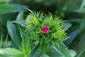 &oelig;illet de po&ecirc;te