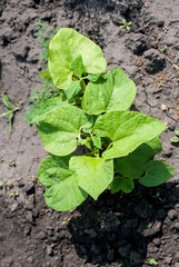 Young beans grown in the field