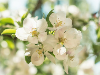 Fototapeta na wymiar Цветы яблони