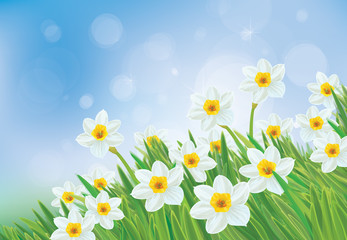 Vector daffodil flowers on blue sky background.