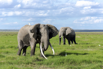 Two African bush elephant (Loxodonta africana) grazing in the meadows of the savanna in Tarangire National Park, Tanzania.