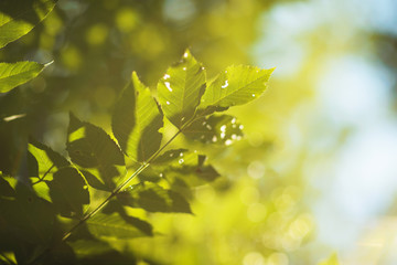 Obraz premium Leaves in Sunlight