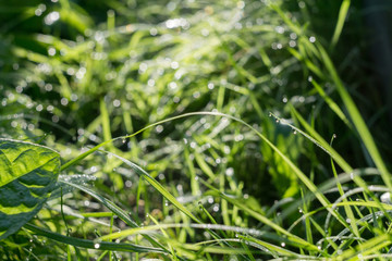 Morning Grass Macro