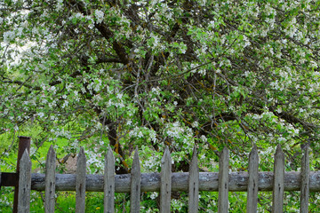 blossoming apple tree on a wooden fence. Life in the village.