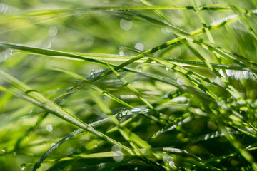 Morning Grass Macro