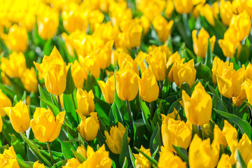Obraz premium Field of beautiful colorful tulips