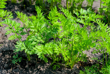 Young green leaves of carrots grown in the garden 