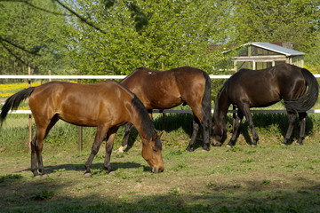 beautifulhorse on a meadow