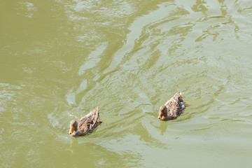 mallard duck with ducklings swimming on lake surface