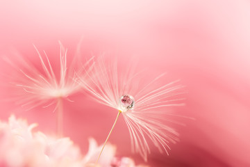 Dandelion fluff, rose, close-up, macro.