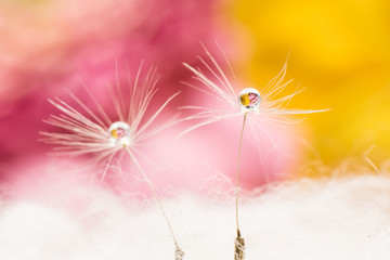 Dandelion fluff, gerbera, droplets, close-up, macro.
