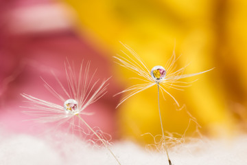 Dandelion fluff, gerbera, droplets, close-up, macro.
