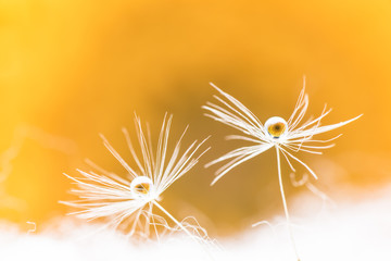 Naklejka premium Dandelion fluff, gerbera, droplets, close-up, macro.