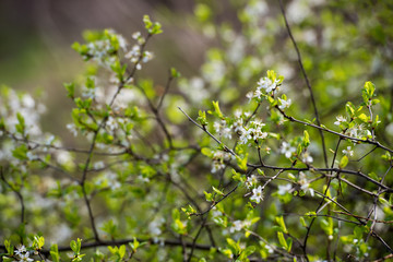 Cherry blossom branches in natural light