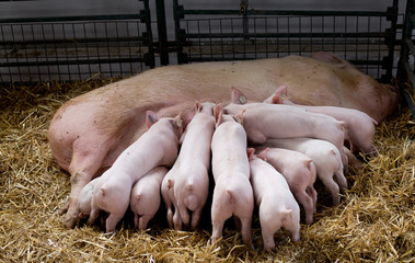 Sow with piglets nursing