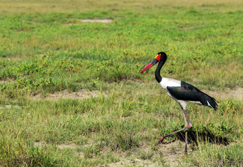 The Saddle-Billed Stork (Ephippiorhynchus senegalensis) feeds mainly on fish, crustaceans and amphibians in Tarangire National Park, Tanzania.