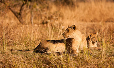 Lioness and cub resting