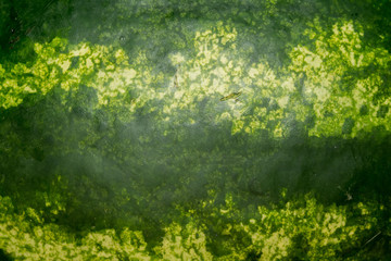 Watermelon Rind Macro