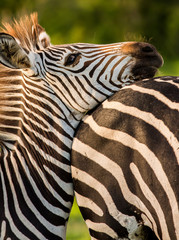 Zebra resting its head