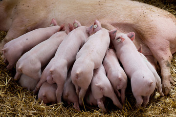 Sow with piglets nursing © Budimir Jevtic