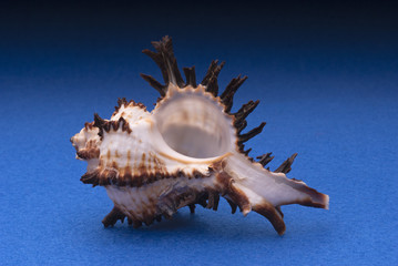 Branched murex shell